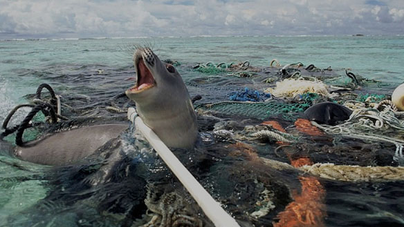 Les filets de pêche sont des véritables pièges pour les animaux marins © DR